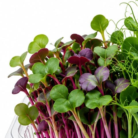 Deep purple red cabbage microgreens