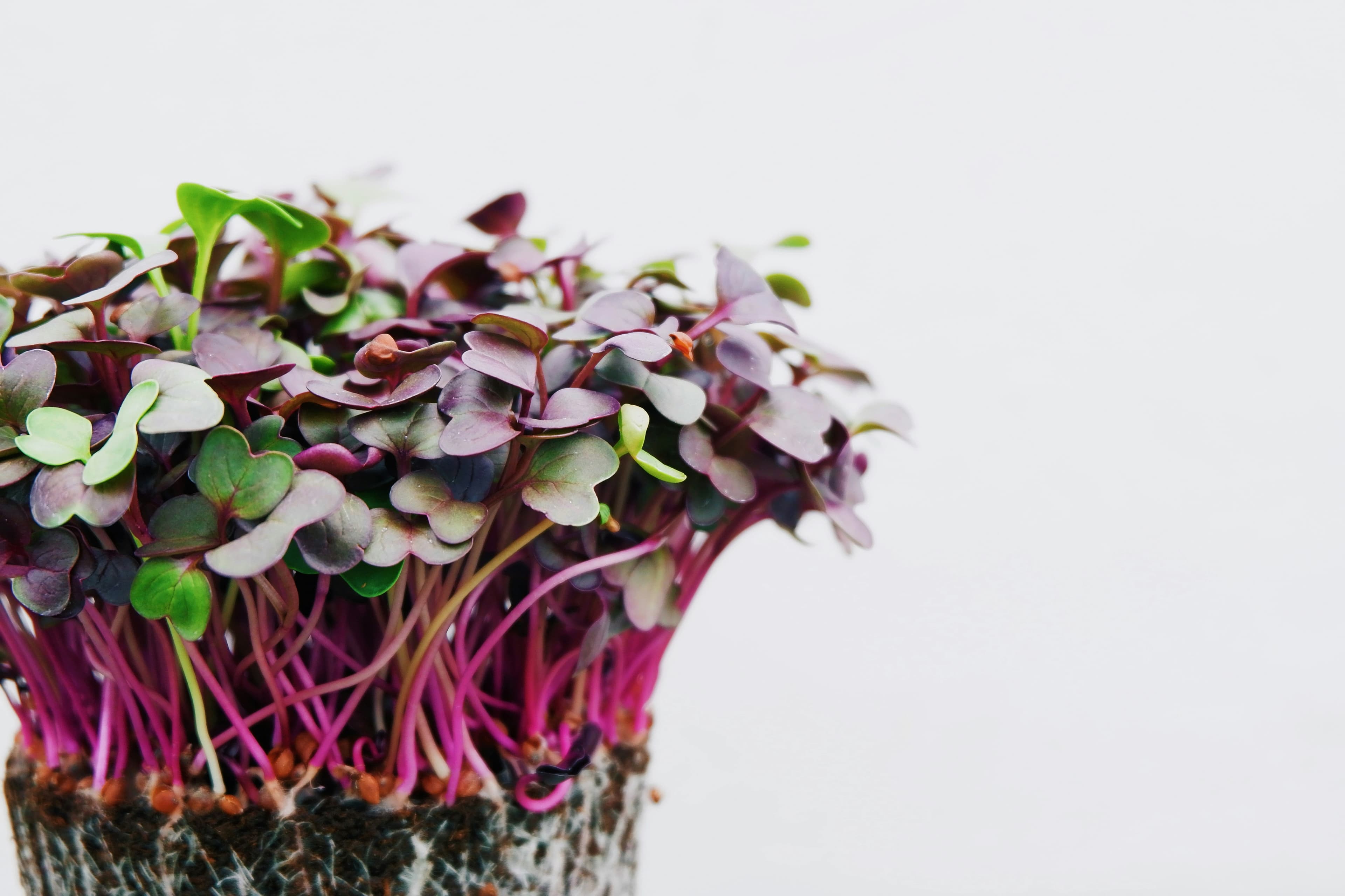 Vivid pink and green radish microgreens