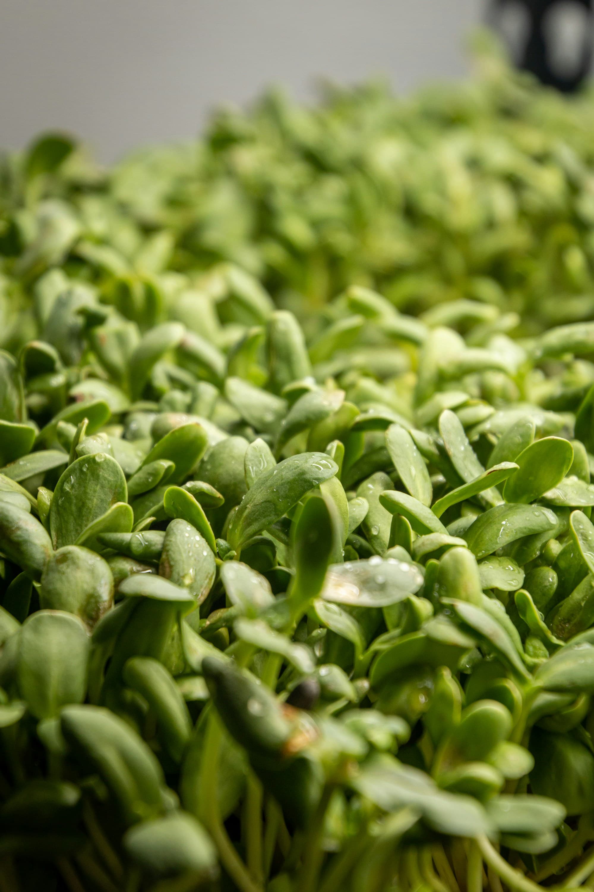 Close-up of dewy sunflower microgreens