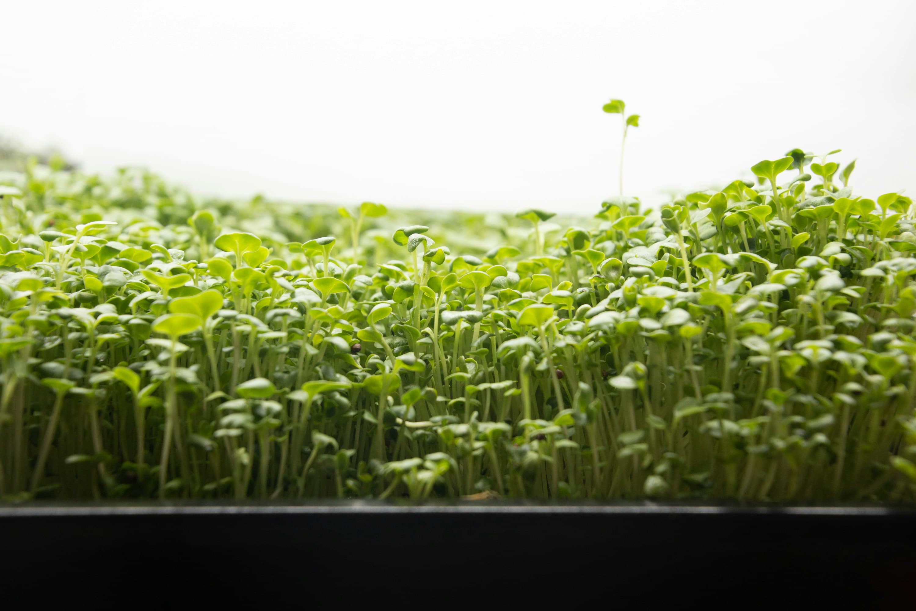 A tray of broccoli microgreens growing densely