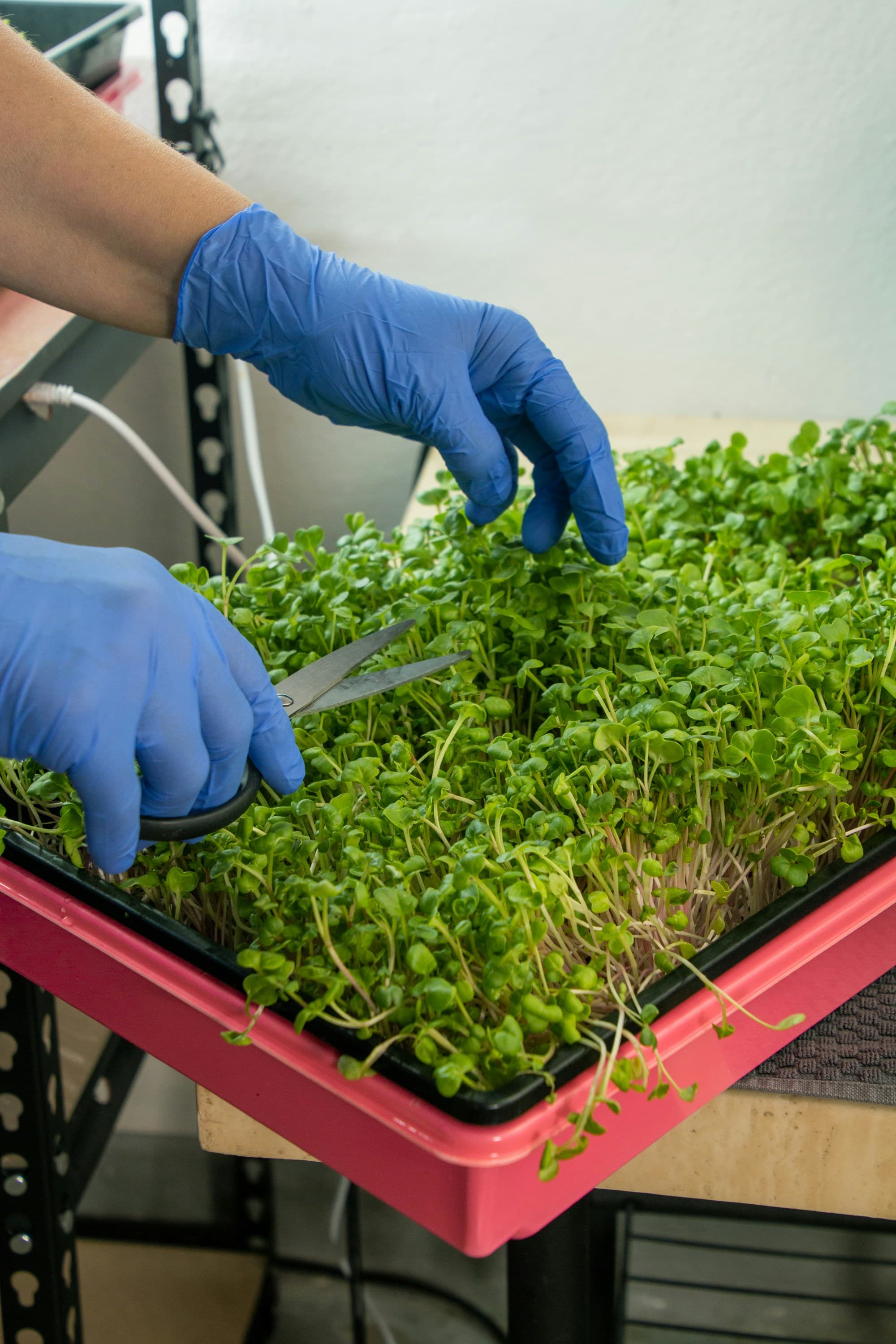 Hands harvesting a tray of microgreens with scissors